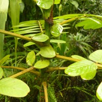 Senna alata (L.) Roxb.